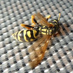 Polistes