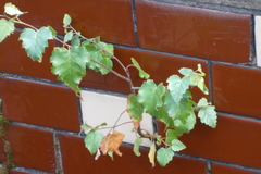 Angiospermae