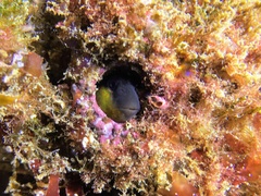 Microlipophrys canevae