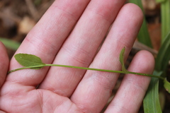 Lobelia appendiculata