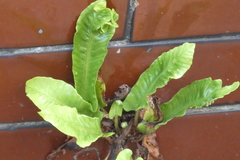 Asplenium scolopendrium