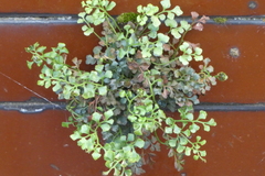 Asplenium ruta-muraria