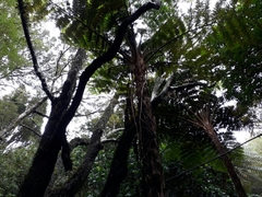 Sphaeropteris excelsa