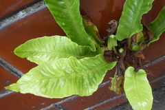 Asplenium scolopendrium