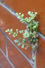 Asplenium ruta-muraria