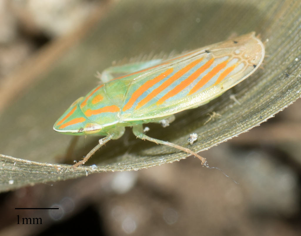 Spangbergiella mexicana