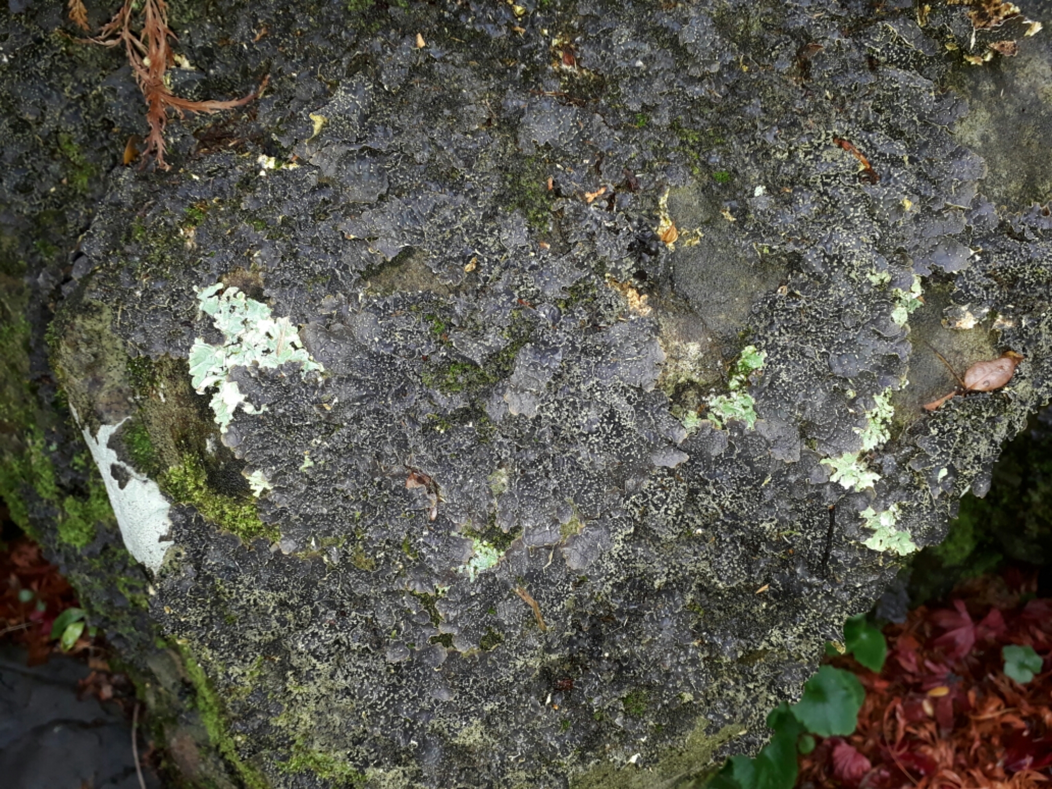 Pseudocyphellaria crocata image