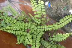 Asplenium trichomanes