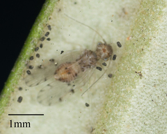 Ectopsocus californicus