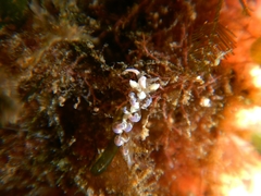 Spurilla neapolitana