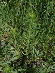 Erigeron canadensis