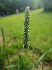 Phleum pratense