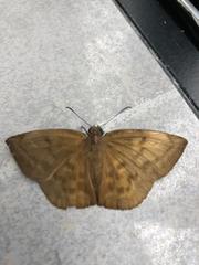 Achlyodes