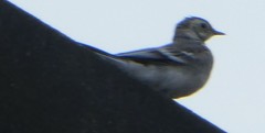 Motacilla alba