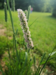 Phleum pratense