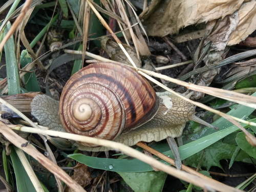 Helix albescens