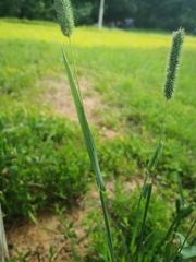 Phleum pratense