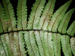 Dryopteris cycadina