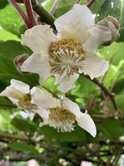 Actinidia