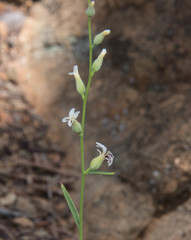 Streptanthus barbiger