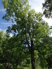 Ulmus laevis