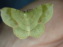 Erastria decrepitaria