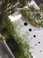 Myriophyllum sibiricum