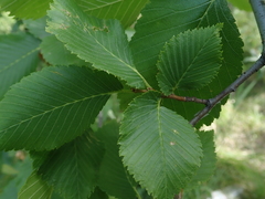 Ulmus laevis