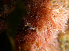 Spurilla neapolitana