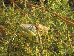 Steropleurus andalusius
