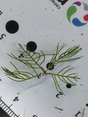 Myriophyllum sibiricum