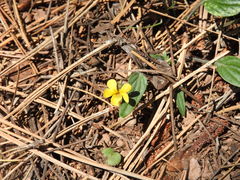 Viola pinetorum