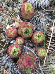 Sempervivum tectorum