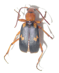 Brachininae