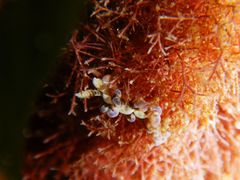 Spurilla neapolitana