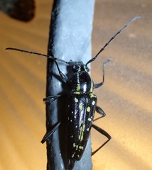 Neopoeciloderma lepturoides