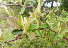 Cotoneaster franchetii