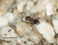 Brachymyrmex patagonicus