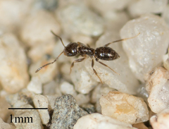 Brachymyrmex patagonicus