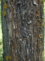 Ulmus laevis