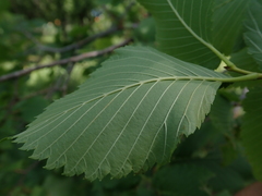 Ulmus laevis