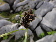 Carex parviflora