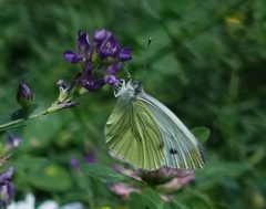 Pieris napi