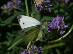 Pieris napi