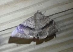 Ophisma