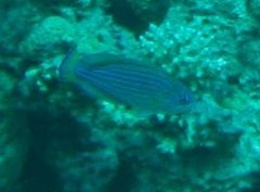 Paracheilinus octotaenia