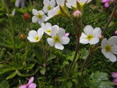 Androsace obtusifolia