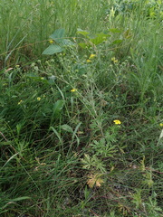 Potentilla argentea