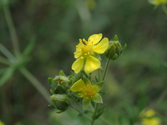 Potentilla argentea