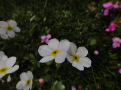 Androsace obtusifolia